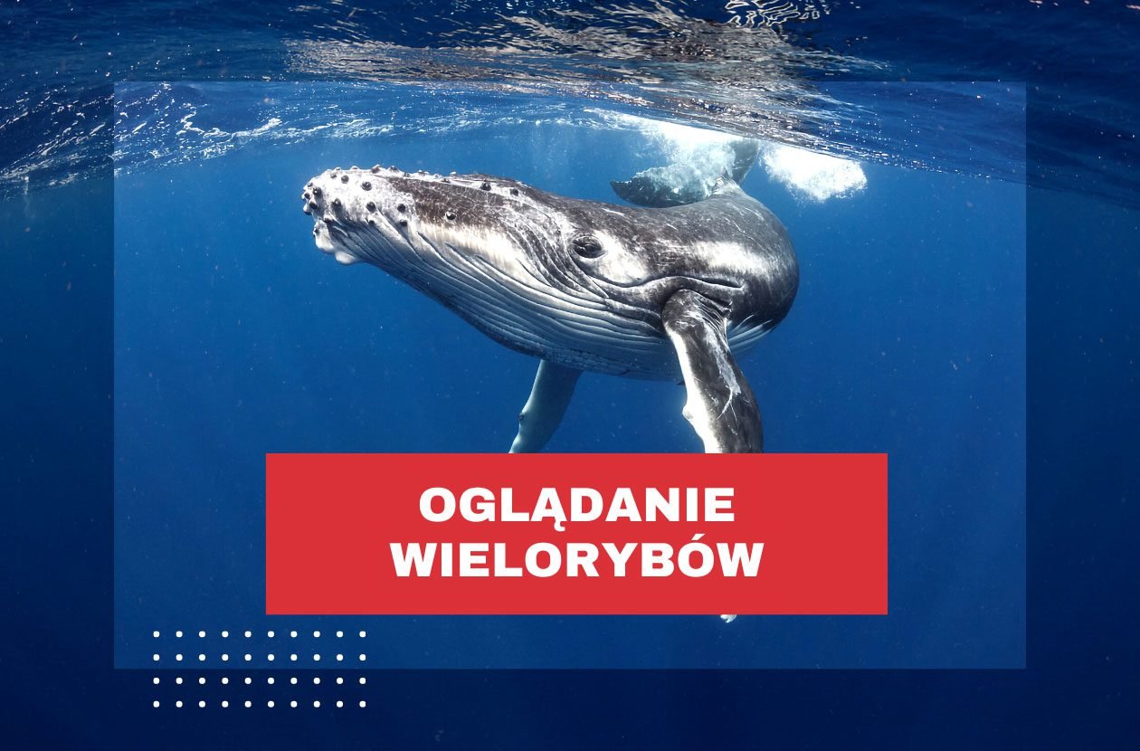 ogladanie-wielorybow-kostaryka-uvita