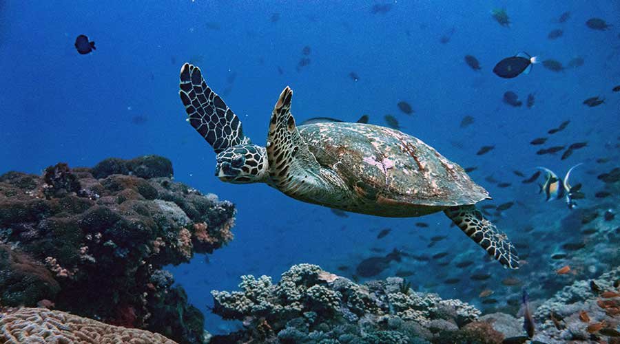 scuba-diving-in-costa-rica-where-to-do-diving-course