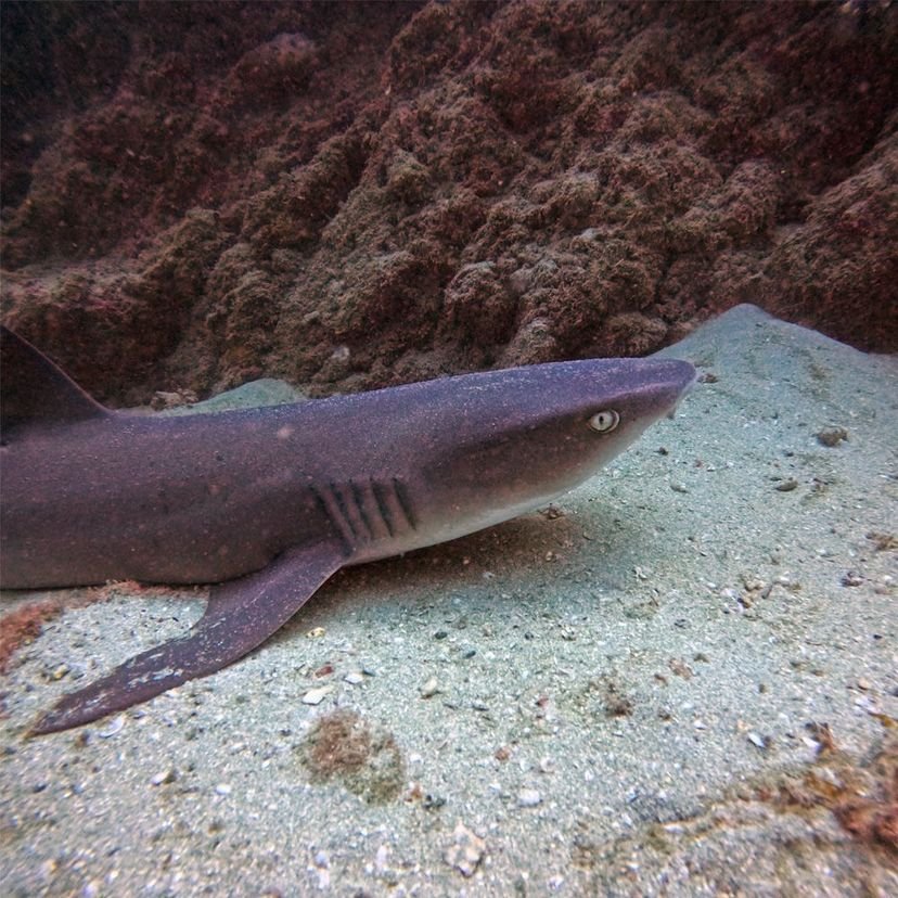 White tip shark at Cano Island